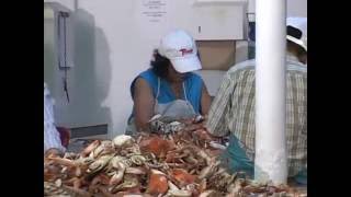 The Crab Industry in Talbot County [upl. by Philbo]