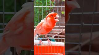 تغريد طائر الكناري خرافي Canary singing [upl. by Piscatelli]