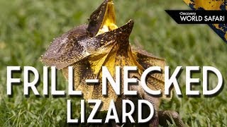 FrillNecked Lizards Wild Running Style [upl. by Wheelwright]