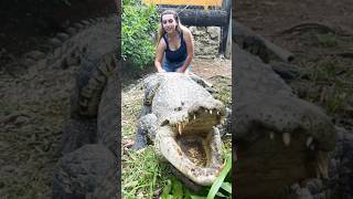 Egyptian Plover Birds 🕊️ And Crocodile 🐊 shorts [upl. by Killoran]