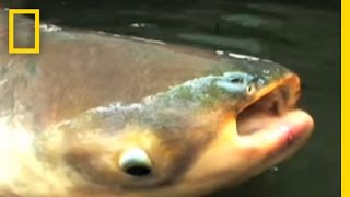 Mekong Giant Catfish  National Geographic [upl. by Clea]