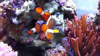 Clown Fish Mating Ritual [upl. by Sutsuj291]