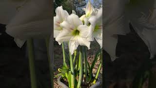 Amarilis white plants garden greennaturehousplants [upl. by Nnairak]