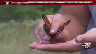 Rare eastern regal fritillary butterfly can only be found at Fort Indiantown Gap [upl. by Enoid202]