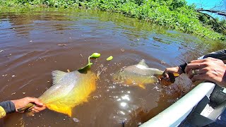 Só saiu os monstro Pescaria no pantanal [upl. by Hitoshi48]