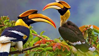 Cute Hornbill fly to ripe near home hornbill [upl. by Aylsworth]