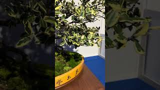 Pohutukawa at National Bonsai Convention [upl. by Alimaj]