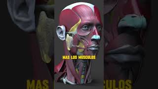 Que es la asimetria facial jawline chewing atractivo mandibula mewing asimetria [upl. by Yrrad]