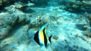 Maldives Embudu snorkeling 4K [upl. by Olihs]