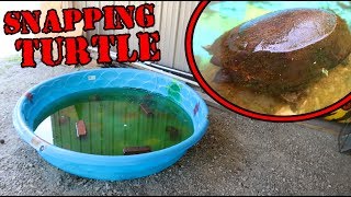 NEW MEMBER TO OUR POOL POND Snapping Turtle Pet [upl. by Gemperle]