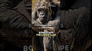 Joe Rogan Bondo Ape The Lion Killer joerogan chimpanzee [upl. by Septima710]