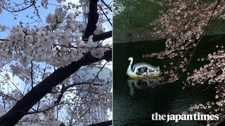 2019 cherry blossom season in Tokyo [upl. by Ditmore208]