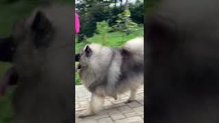 JGChRus JChRKF Keeshond Mike Import Russia  2 Years 8 Months Age🤣👍❤️ [upl. by Aile]