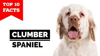 Clumber Spaniel  Top 10 Facts [upl. by Clower]