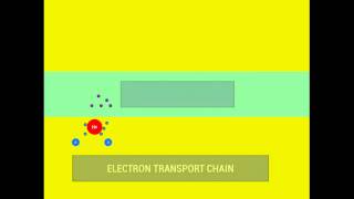 Photosynthesis Stage 1 Light Dependent [upl. by Eustazio487]