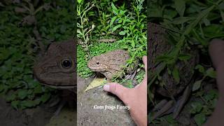 Froggy funny catching for fun  look at the frog funny shorts funny bigfrog comedy frog funny [upl. by Jonathon150]