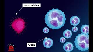 CLX Increases amp Improves SOD A Very Important Primary AntiOxidant Super Oxide Dismutase [upl. by Akelahs152]