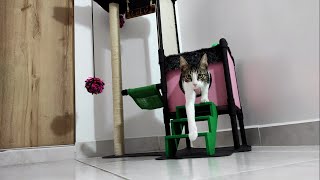 Gimnasio para gatos 4 SHORTS [upl. by Earized343]