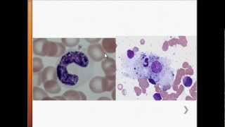 USMLE Immunology  Macrophages  Overview [upl. by Sherar]