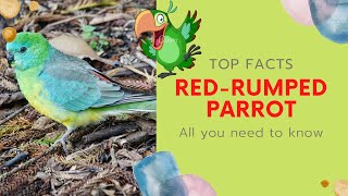 Redrumped Parrot facts 🦜 Redbacked Parrot 🦜 Grass Parrot 🦜 common southeastern Australia 🇦🇺 [upl. by Thant]