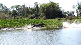 Jaguar Hunting Crocodiles [upl. by Ahsemik700]