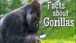 Facts about Gorillas for Kids [upl. by Amled]