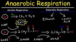 Aerobic vs Anaerobic Respiration  Lactic Acid and Ethanol Fermentation [upl. by Ynes]