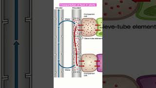 Transportation of food in plants  translocation transportationinplants shorts ytshorts [upl. by Ikkir813]