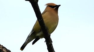 Jaseur dAmérique chant  Cedar Waxwing song [upl. by Llekcor]