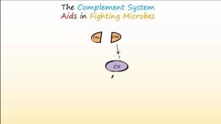 Complement System Part 1  Overview and Actions to Fight Infections [upl. by Amandie]