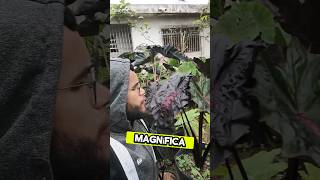 SORTEIO COLOCASIA REDEMPTION 😱 saytorplants colocasia sorteio colocasiaredemption sucesso diy [upl. by Eppes]