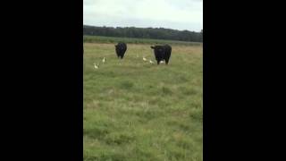 13 RomagnolaAngus Cross Bulls [upl. by Kirchner]