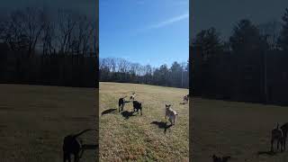 DOGS amp ZOOMIES 🐾🥾 Josie Ollie Koda Nala amp Walter [upl. by Atsirc278]