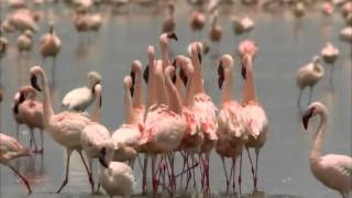 Billa Flamingo Werbung sucht Gerti [upl. by Aryn]