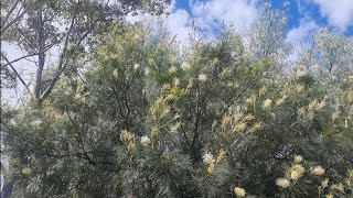 Grevillea Moonlight [upl. by Norah2]