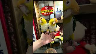 Whitebellied Parrot 🦜🦜birds parrot 鸚鵡 鸚鵡日常 lovebirds birdslover 凱克鸚鵡 [upl. by Hsizan351]