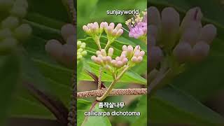 좀작살나무 꽃과열매 💝 callicarpa dichotoma [upl. by Summons]