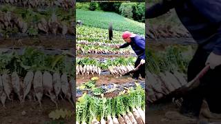 unique radish cultivation [upl. by Mackie]