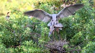 Great Blue Herons Mating [upl. by Sculley566]