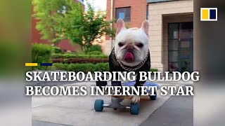 Skateboarding French bulldog in China becomes internet star [upl. by Sirama]