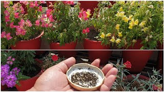 How to Collect Seeds of Dog Flower  Antirhynnum  Snapdragon Plant  Fun Gardening [upl. by Nawyt]