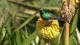 Kirstenbosch Botanical Garden South Africa  4K [upl. by Adnamar]