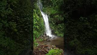 waterfall and birds [upl. by Annice]