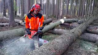 Husqvarna 572XP Chain saw TOP FELLINGTHE BEST CHAINSAW [upl. by Adriane]