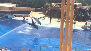 Marineland Dolphin Show Catalunya Spain [upl. by Analos]