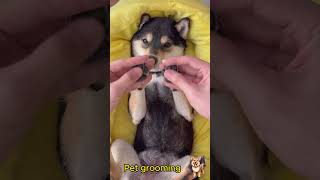 pet grooming funny cutedog [upl. by Adolf]