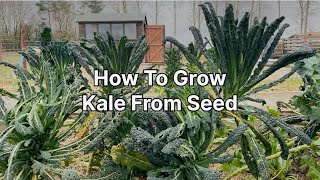 How To Grow Kale From Seed How To Grow Cavolo Nero From Seed Growing Kale Vegetable Gardening [upl. by Tnerual]