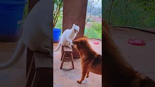 Dog left give me back my beautiful fist rural dog silly dogs daily life cat and dog [upl. by Ahsiam]