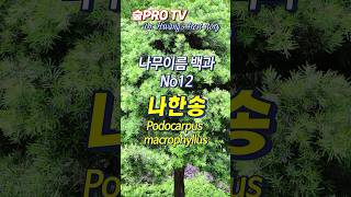 나한송 이름 유래 나한송 Podocarpusmacrophyllus 나무이름백과 [upl. by Anaira406]