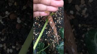 This Anthurium Magnificum grows two new leaves at once aroid anthurium [upl. by Nospmis]